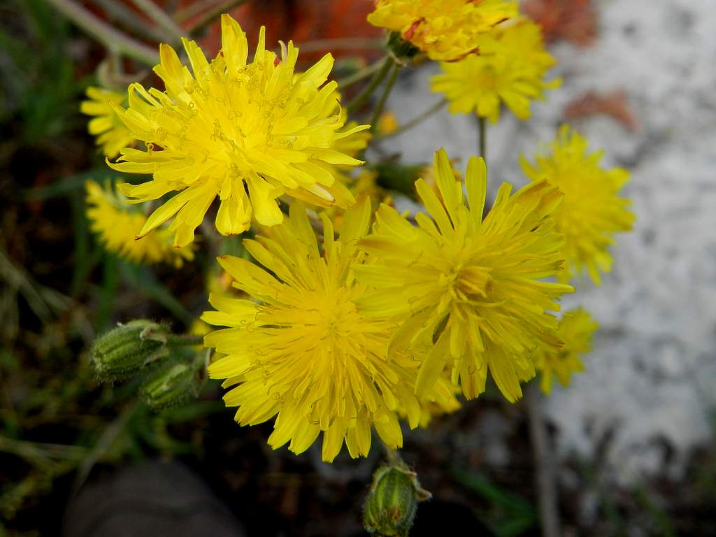 Crepis vesicaria